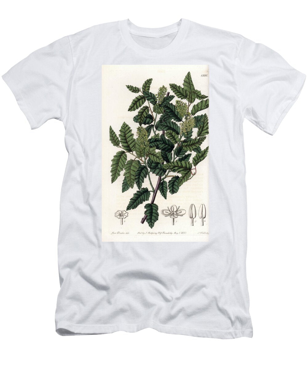 Shrub Schinus Latifolia Pepper Variety Sydenham Teast Edwards T-Shirt