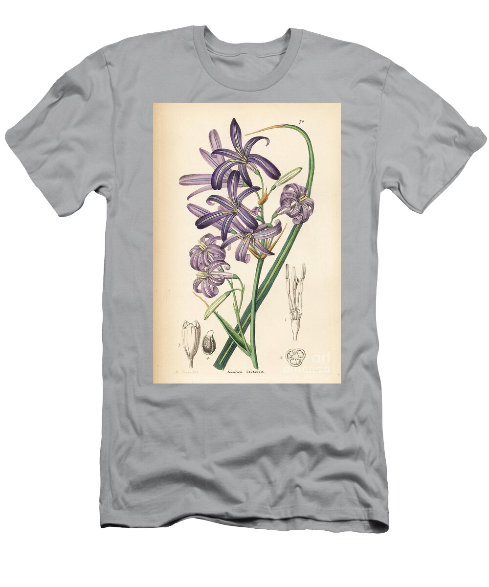 Siberian Lily Siberian Lily or Lavender Mountain Lily Ixiolirion Tataricum Mountain Ixia Lily Ixiolirion Montanum European School T-Shirt