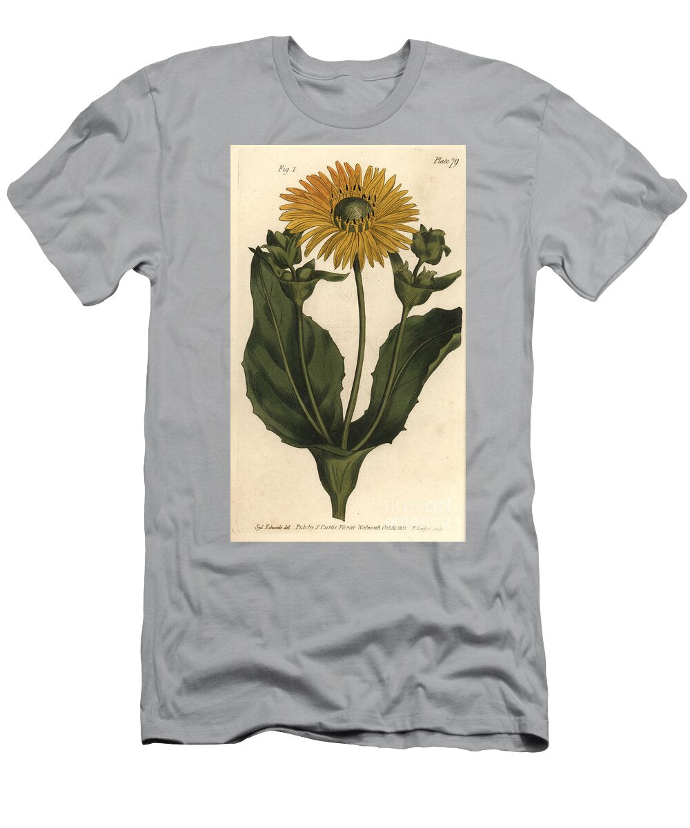 Silphium or Rosinweed Silphium Asteriscus Polygamia Nessaria Sydenham Teast Edwards T-Shirt