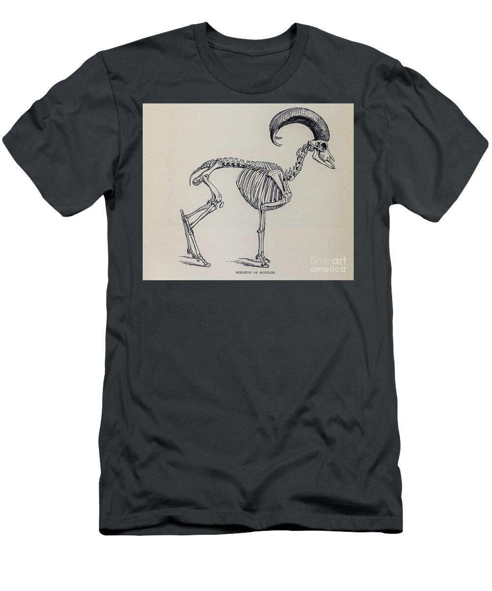 Skeleton on the Mouflon M5 Historic Illustrations T-Shirt