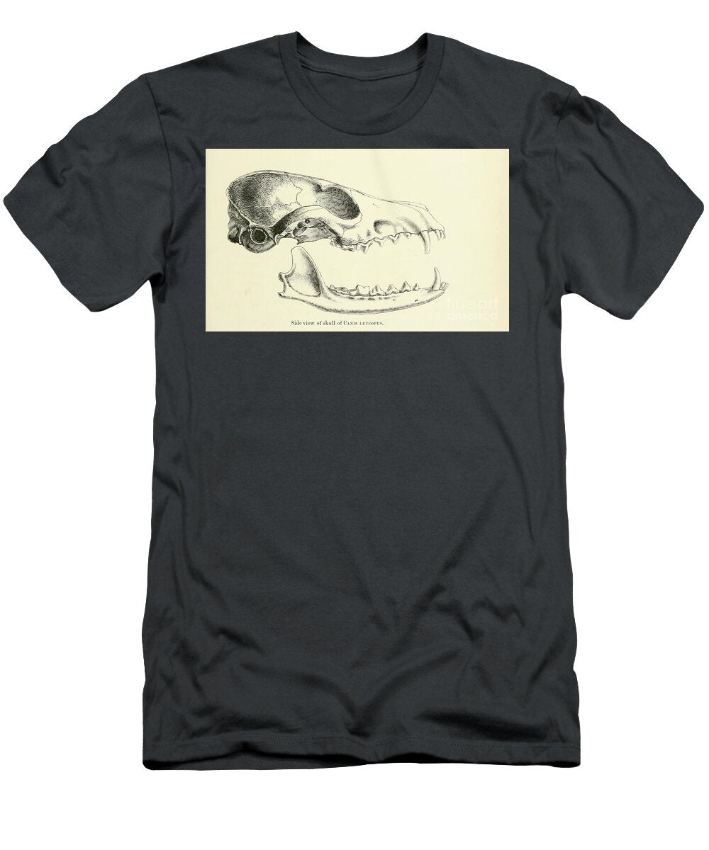 Skull of a Desert Fox Canis Leucopus C1 Historic Illustrations T-Shirt