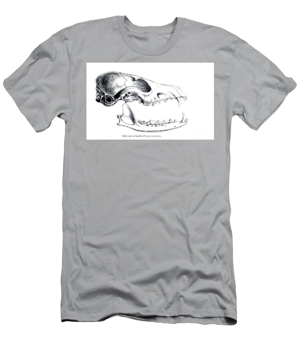 Skull of a Desert Fox Canis Leucopus C2 Historic Illustrations T-Shirt
