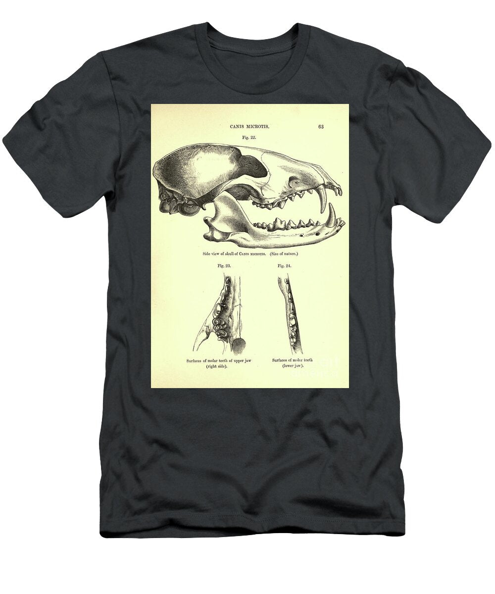 Skull of the Short Eared Dog Atelocynus Microtis C1 Historic Illustrations T-Shirt