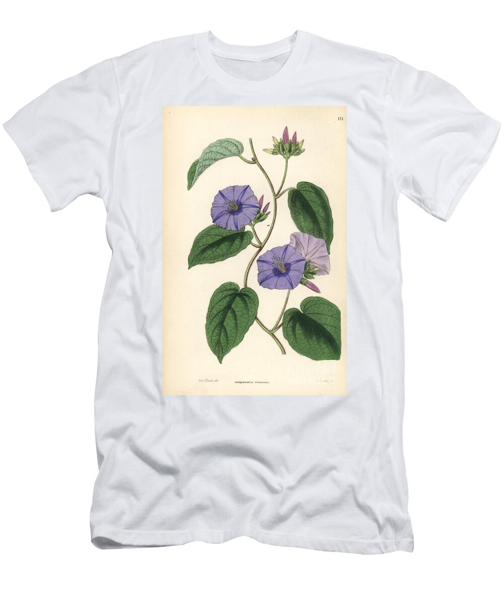 Skyblue Clustervine Jacquemontia Pentanthos Hoary Jacquemontia Jacquemontia Canescens European School T-Shirt