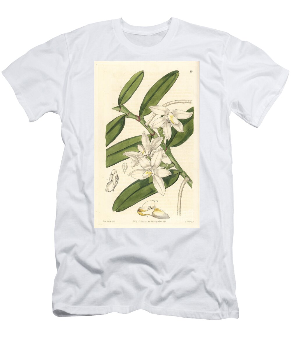 Small Shoot Carrying Thrixspermum Orchid Thrixspermum Calceolus Slippered Fleshlip Sarcochilus Calceolus European School T-Shirt