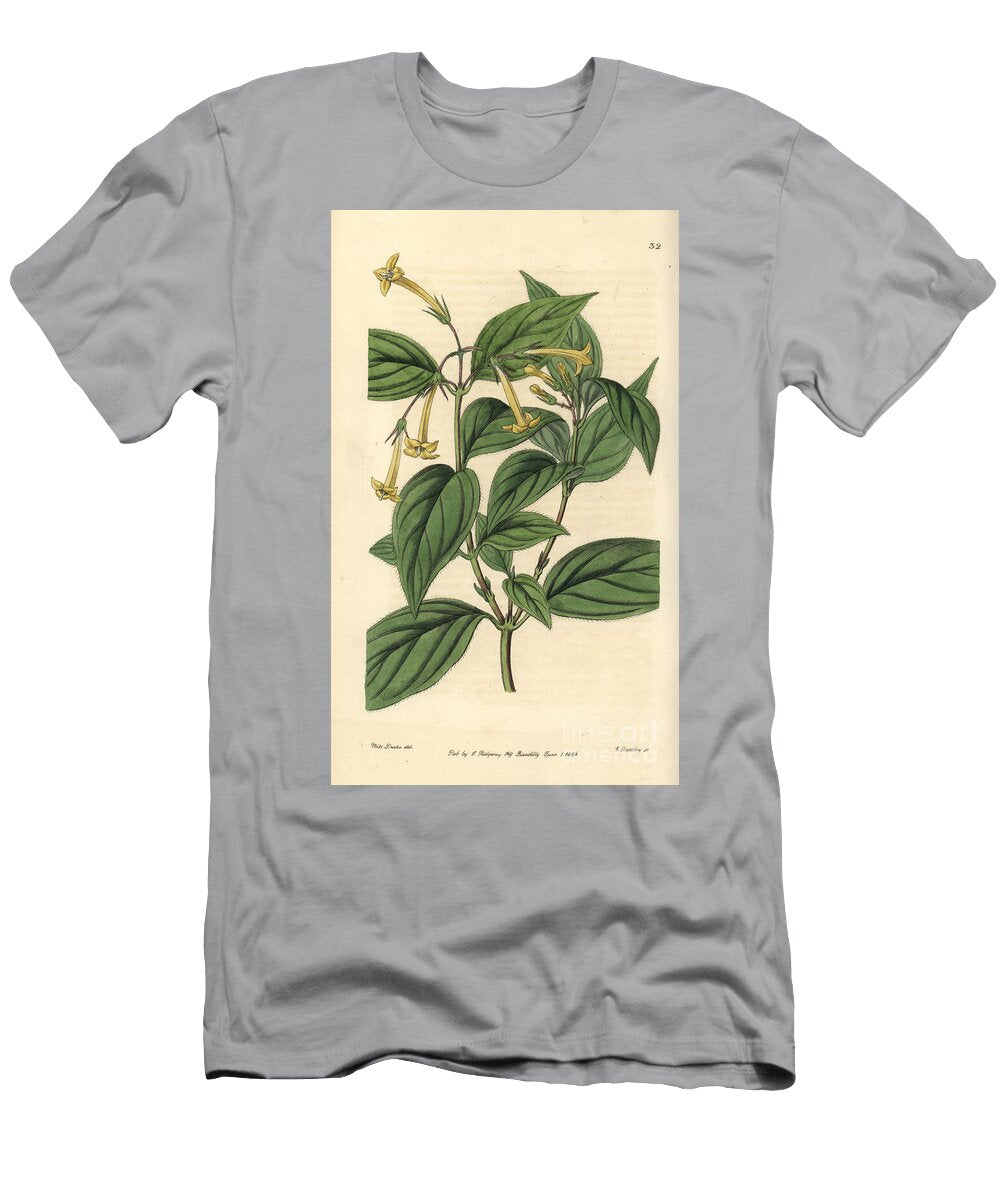 Smooth Bouvardie Yellow Bouvardia Bouvardia Laevis Bouvardia Flava European School T-Shirt