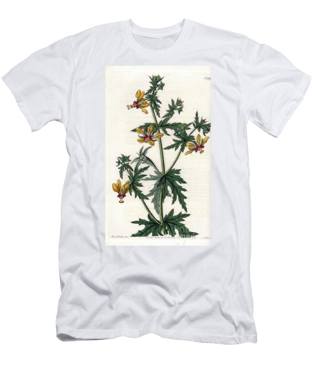 Spicy Poppy Sydenham Teast Edwards T-Shirt