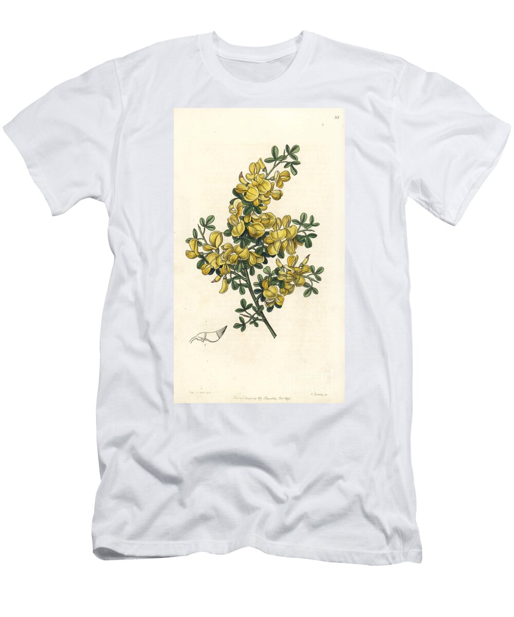 Spiny Calicotoma or Spiny Cytitis Spiny Broom Calicotoma Spinosa Spiny Calycotoma Calycotoma Spinosa European School T-Shirt