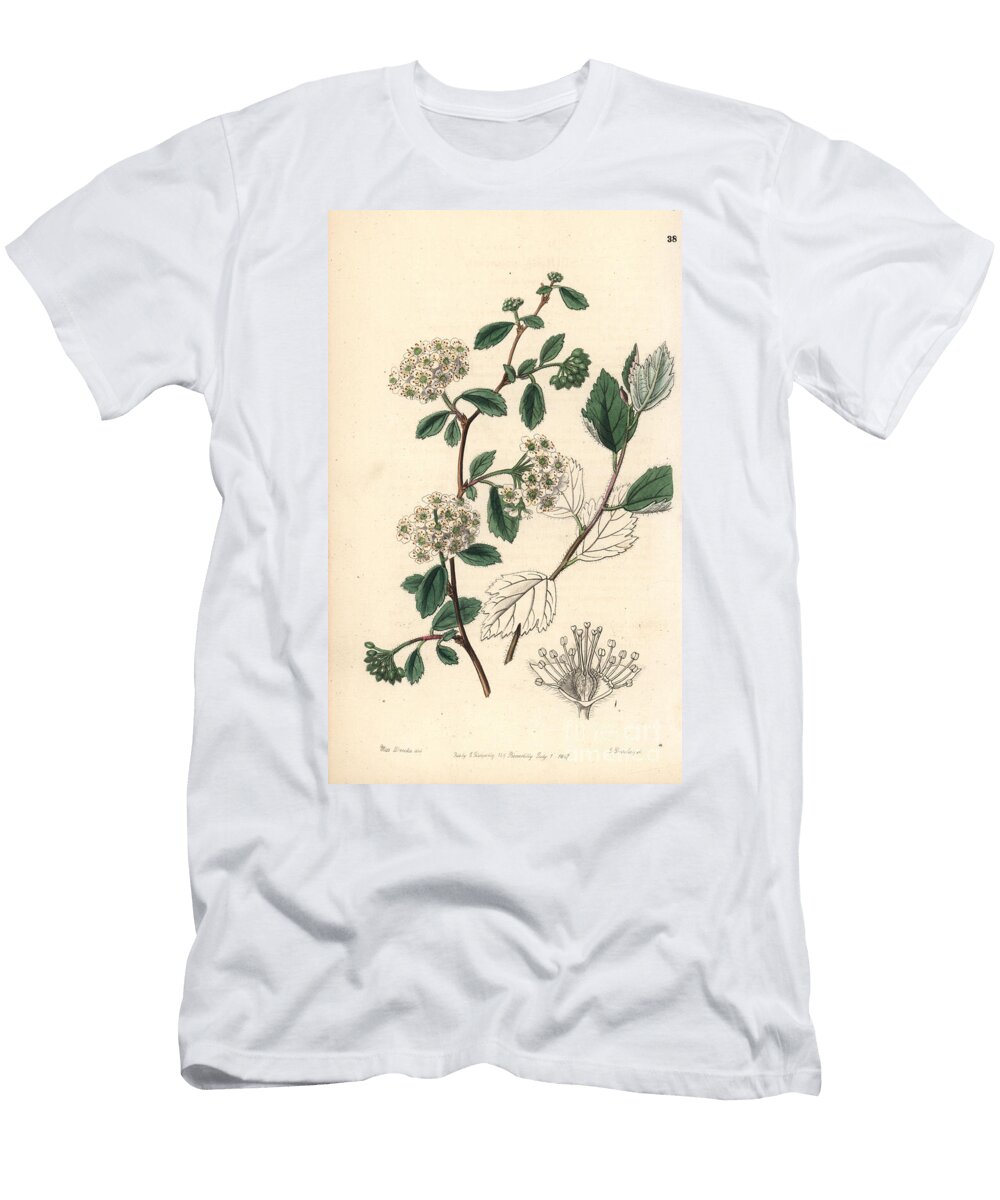 Spiree Filipendulum Downy Spiraea Spiraea Pubescens European School T-Shirt
