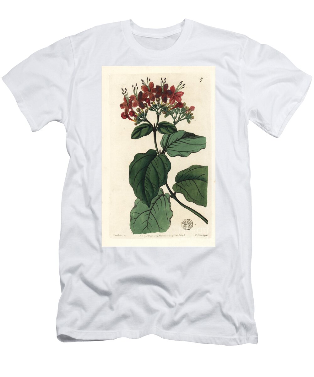 Splendid Clerodendron Scarlet Glory Tree Clerodendrum Splendens European School T-Shirt