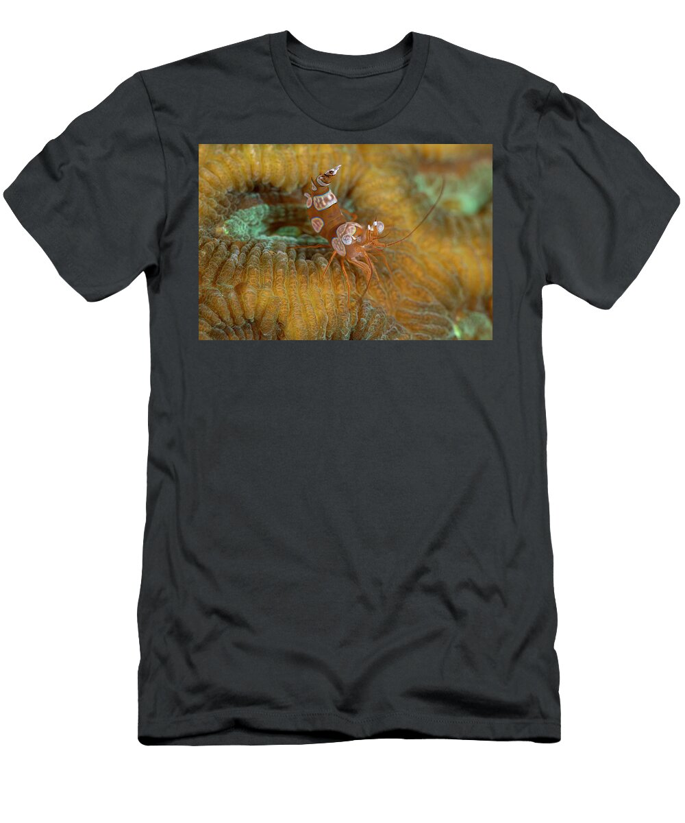 Squat Anemone Shrimp Andrew Martinez T-Shirt