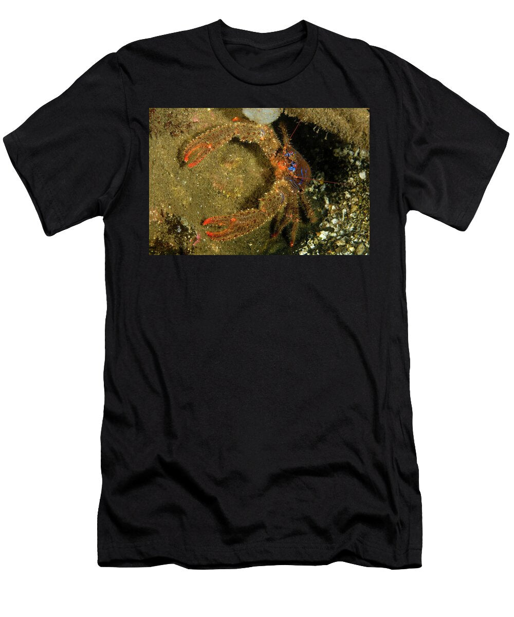 Squat Lobster Emerging From Rock Crevice Vevang Norway Franco Banfi Natureplcom T-Shirt