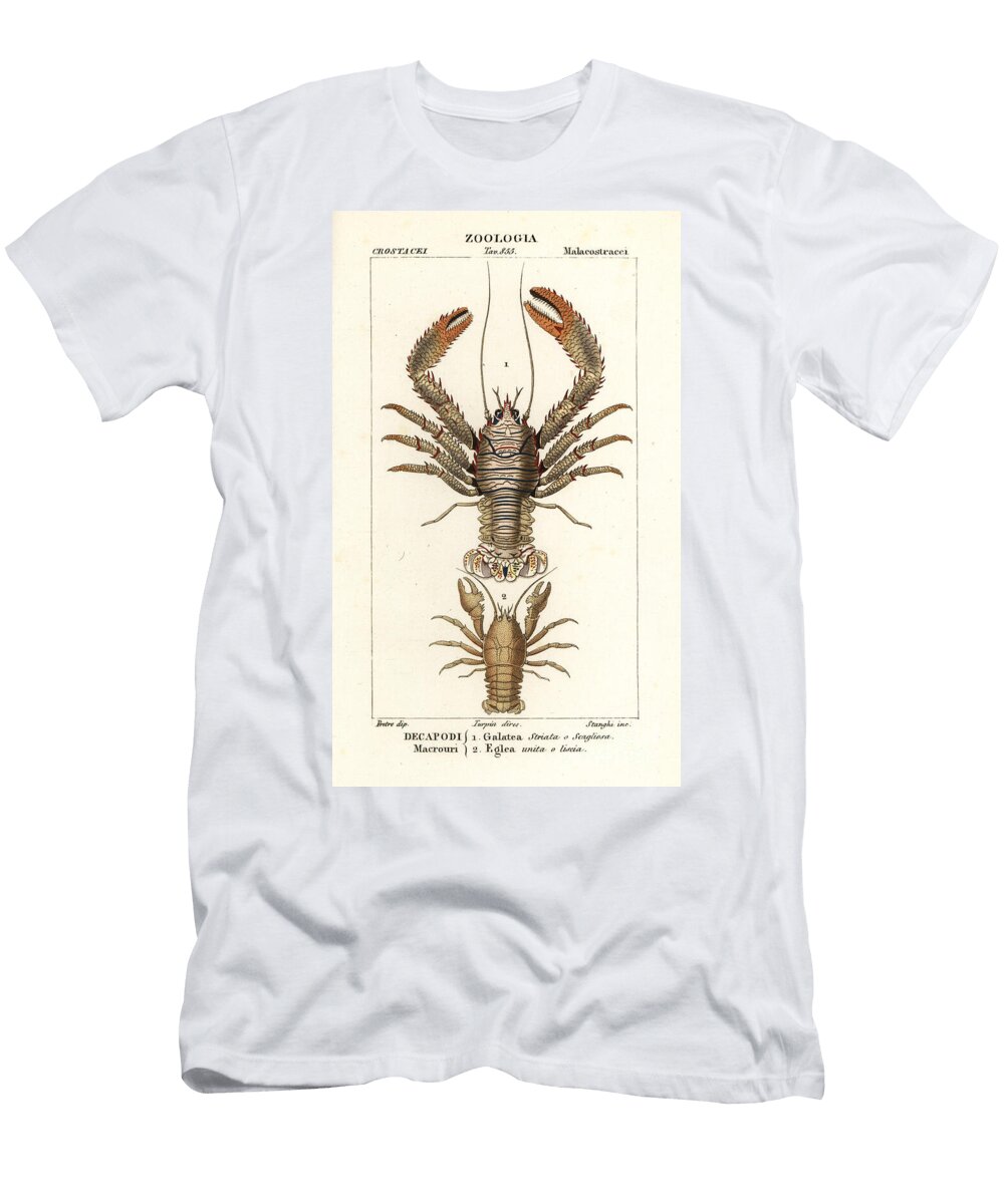 Squat Lobster Galathea Strigosa 1 and Aegla Laevis 2 European School Corsi T-Shirt
