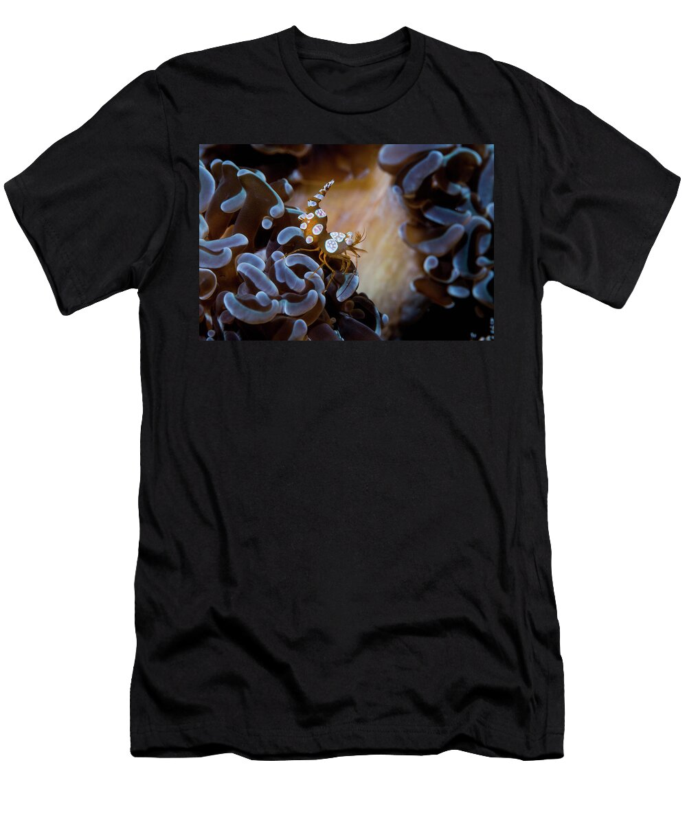 Squat Shrimp or Anemone Shrimp Lembeh Strait North Georgette Douwma Natureplcom T-Shirt