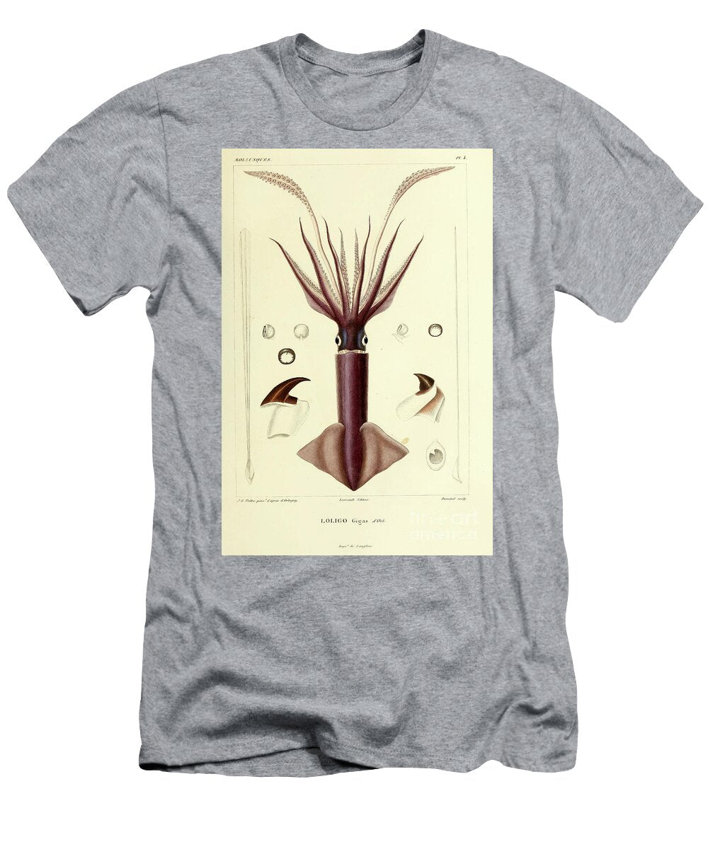 Squid Loligo B1 Historic Illustrations T-Shirt