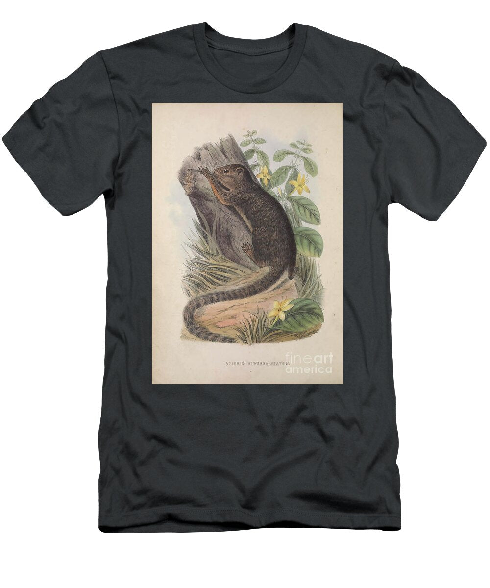 Squirrel Zoologia Typica Q1 Historic Illustrations T-Shirt