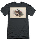 Squirrel Zoologia Typica Q2 Historic Illustrations T-Shirt