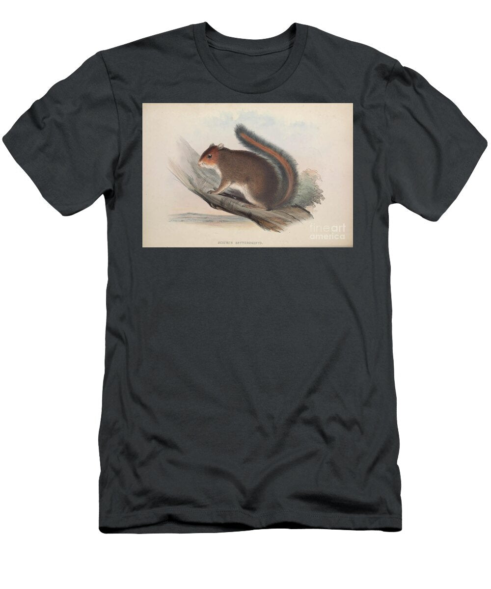 Squirrel Zoologia Typica Q2 Historic Illustrations T-Shirt
