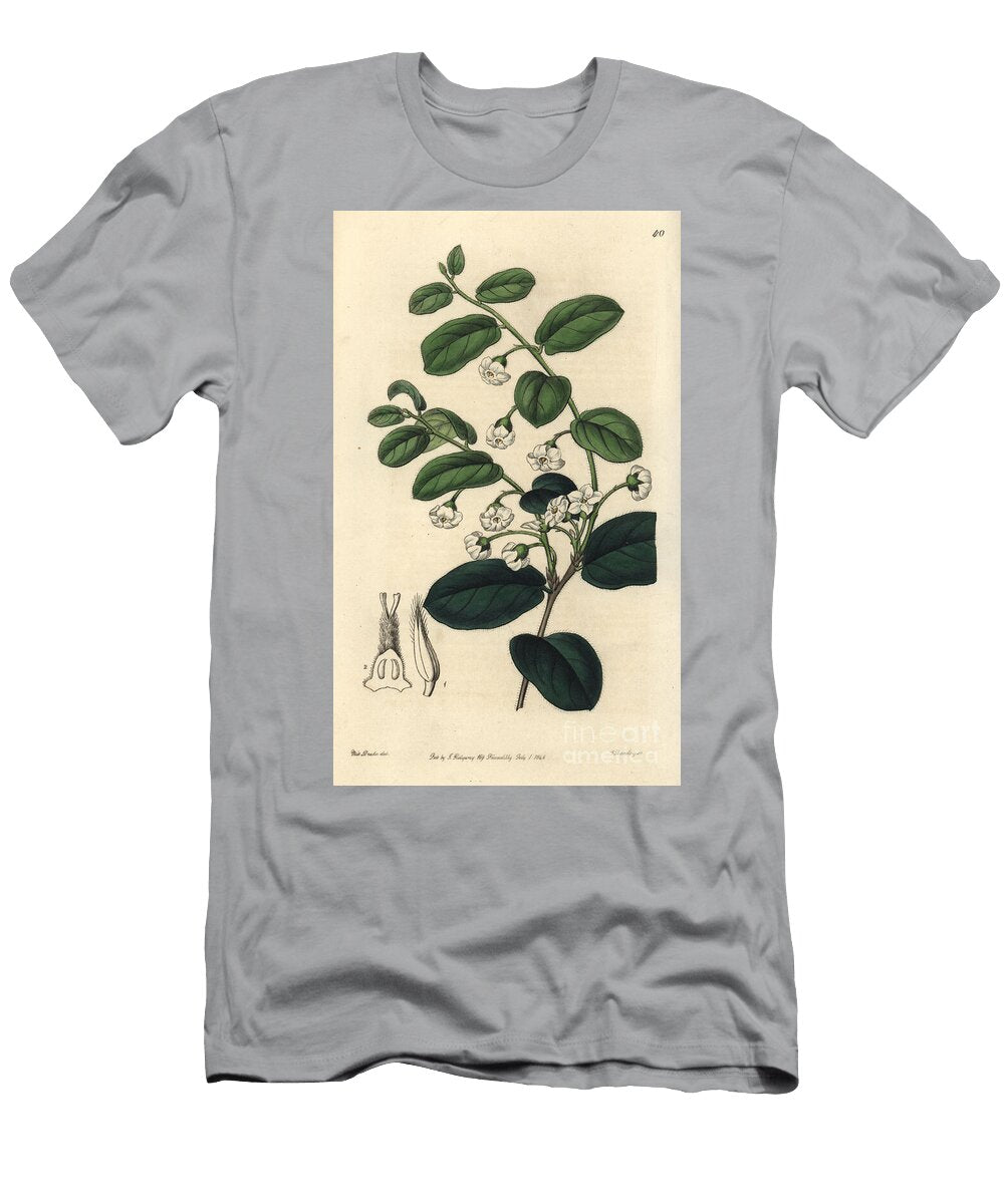 Staphylier Bladdernut or Wild Coffee Diospyros Whyteana Shining Royena Royena Lucida European School T-Shirt
