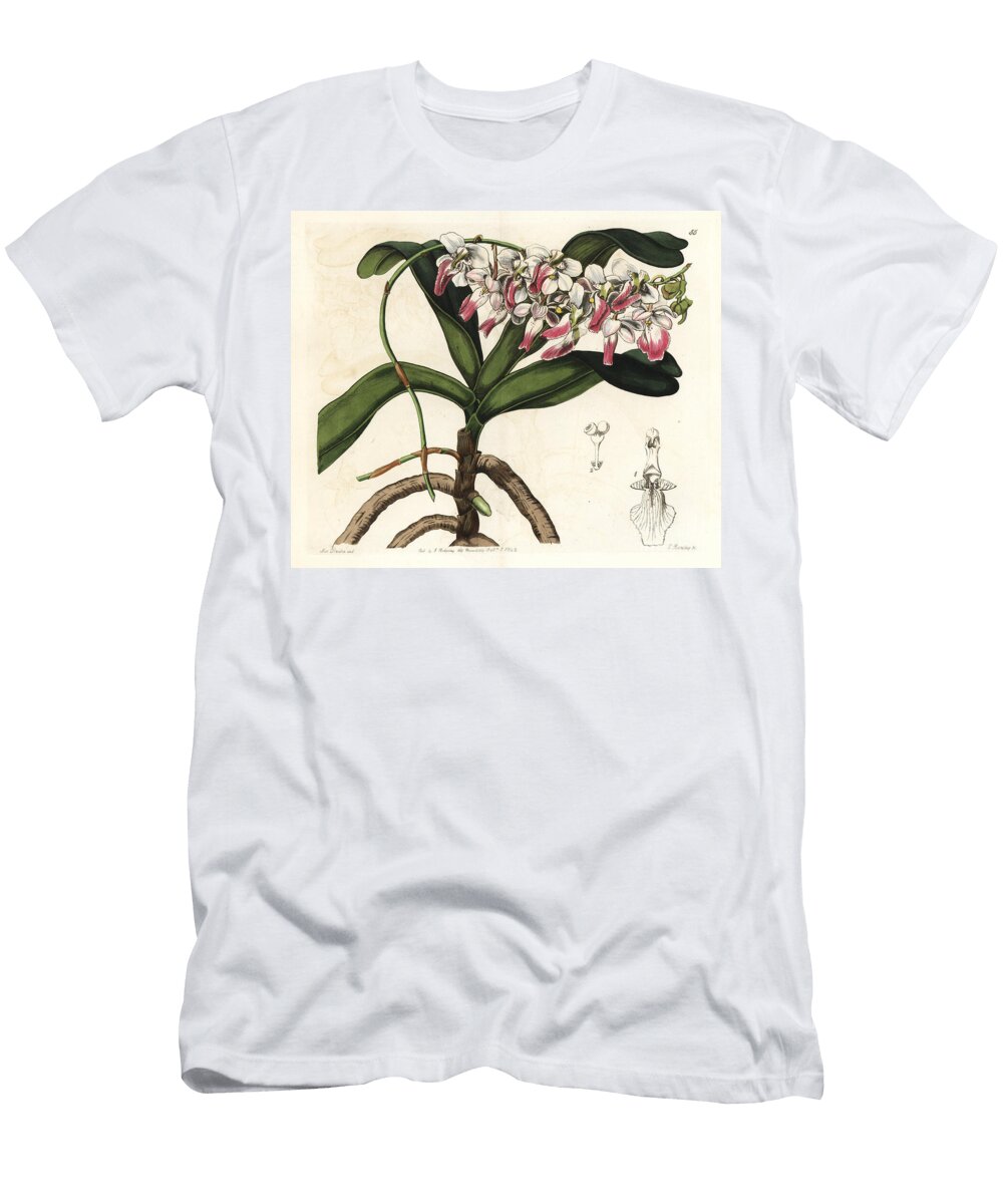 Star of Madagascar Sir Richard Brookes Air Plant Aerides Crispum European School T-Shirt