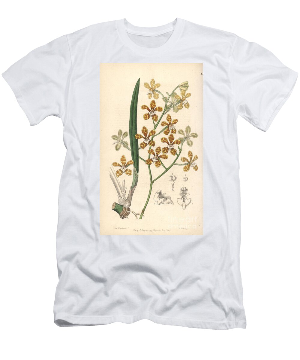 Staurochilus Ionosmus Orchid Violet Scented Cleisotome Cleisostoma Ionosmum European School T-Shirt