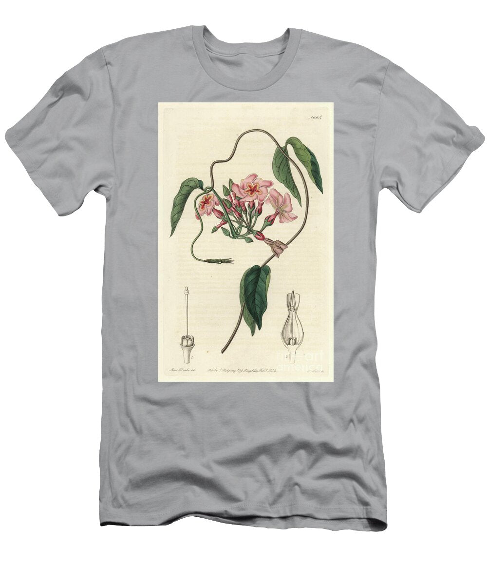 Stellar Echite Native of Brazil Sydenham Teast Edwards T-Shirt