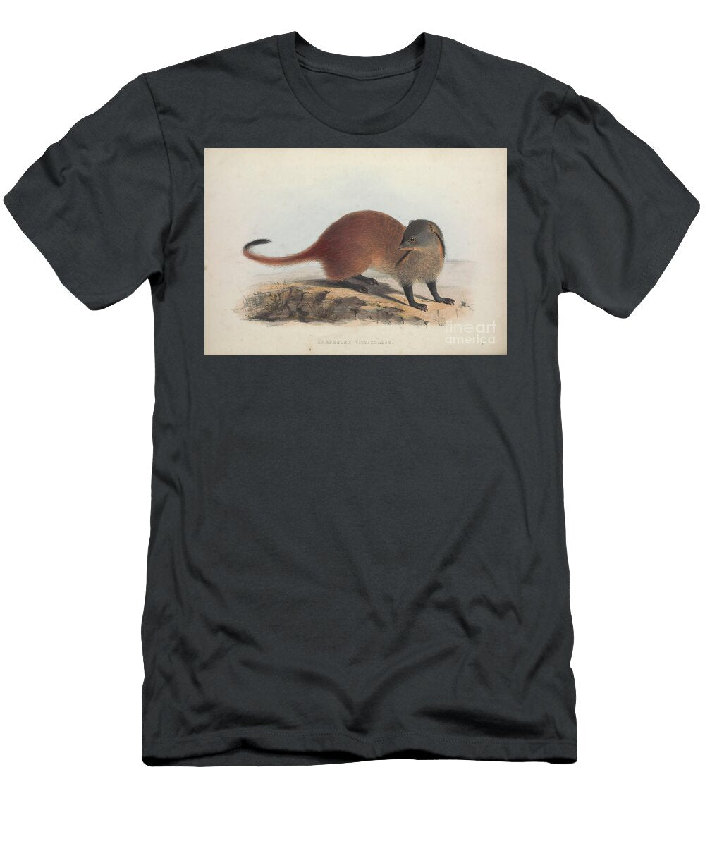 Stripe Necked Mongoose Herpestes Vitticollis Q1 Historic Illustrations T-Shirt