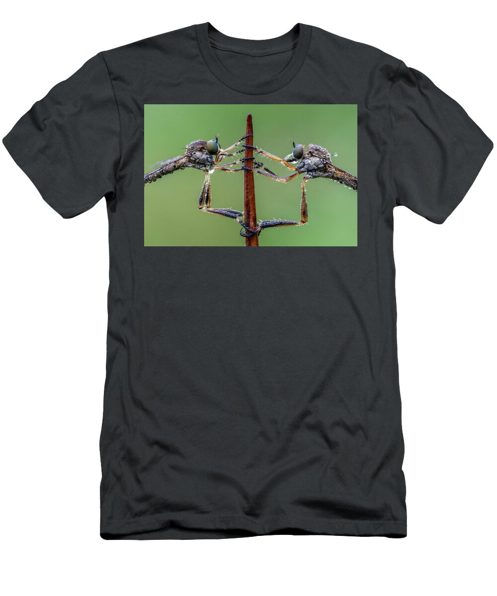 Striped Slender Robberflies Ledston Yorkshire June Focus Oliver Wright Natureplcom T-Shirt