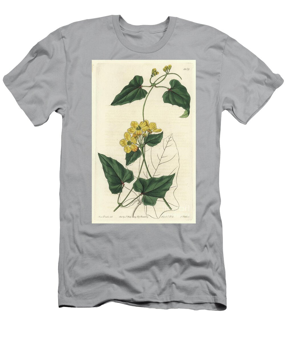 Stygmaphyllon Native to South America Sydenham Teast Edwards T-Shirt