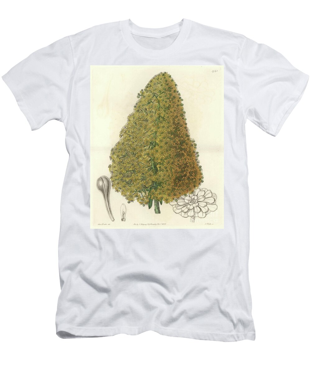 Succulent Plant Flower of Aenium Native to the Canary Islands Sydenham Teast Edwards T-Shirt