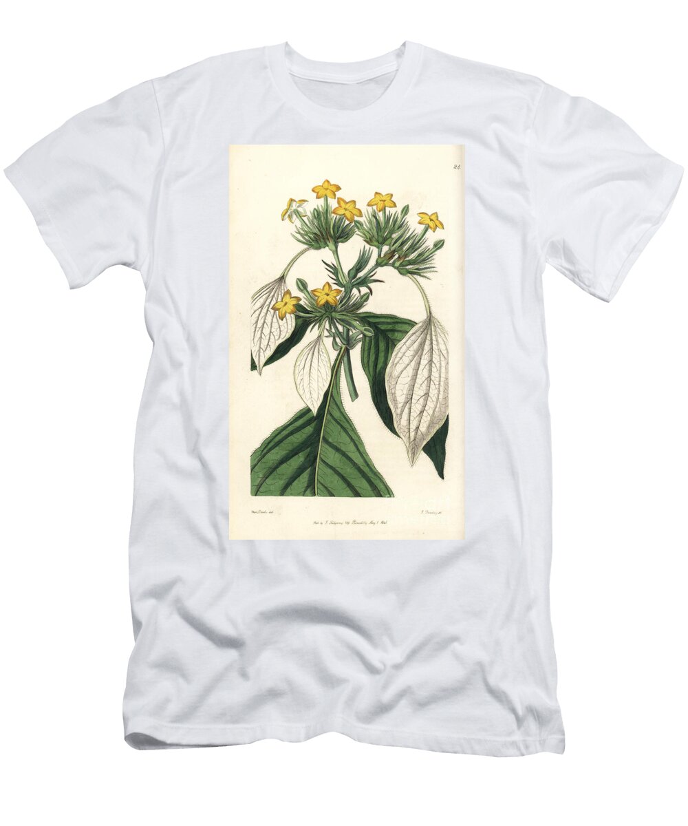 Sweet Root or Large Leaved Mussaenda Mussaenda Macrophylla European School T-Shirt