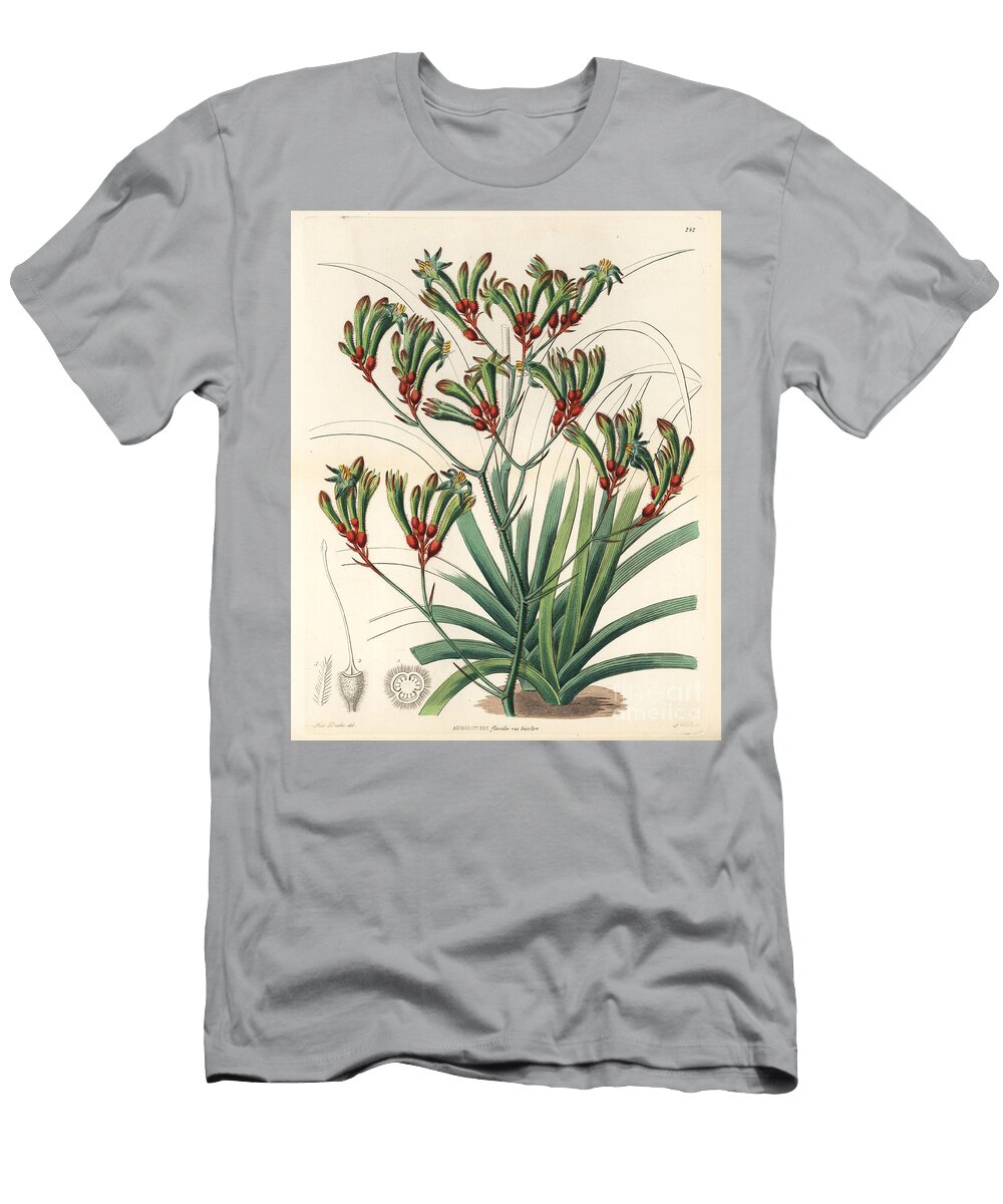 Tall Kangaroo Paw Anigozanthos Flavidus Two Coloured Anigozanthus Anigosanthos Flavida Var European School T-Shirt