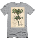 Tall Kangaroo Paw Anigozanthos Flavidus Yellow Haired Anigozanthus Anigosanthus Flavida European School T-Shirt