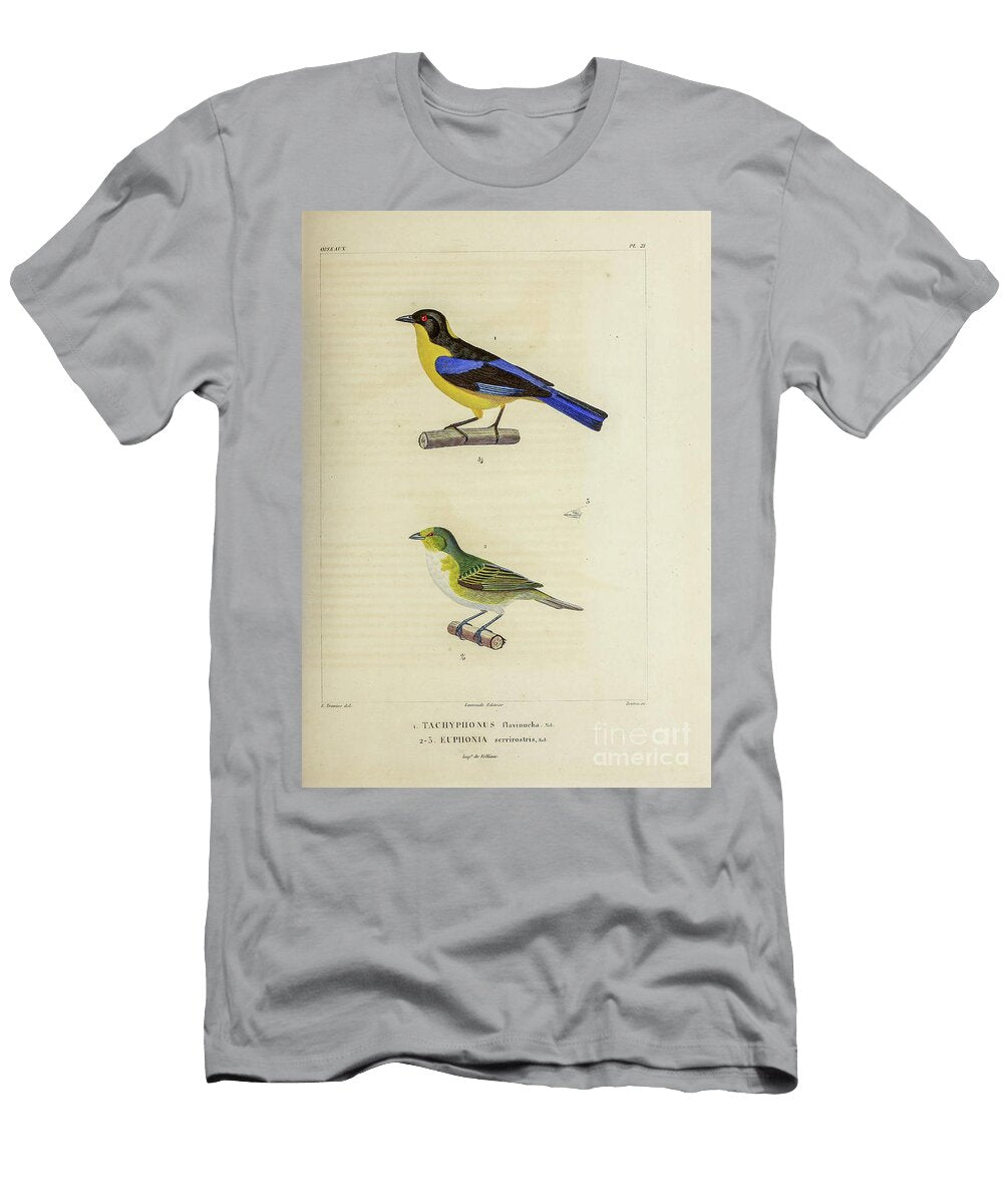 Tanager and Euphonia 1835 U1 Historic Illustrations T-Shirt
