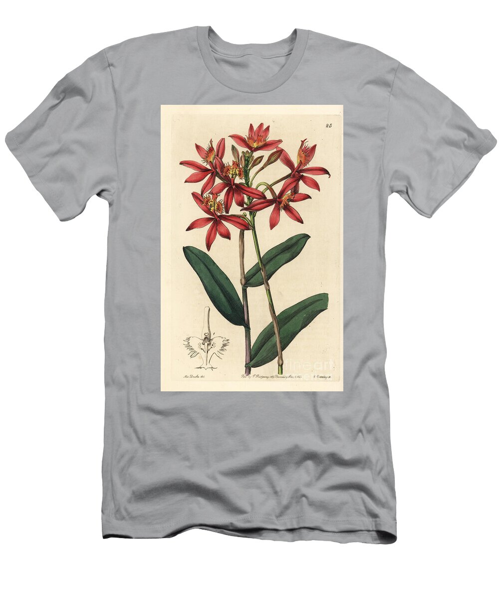 Terrestrial Orchid Variete Epidendrum Cinnabar Epidendrum or Crucifix Orchid Epidendrum Cinnabarinum European School T-Shirt
