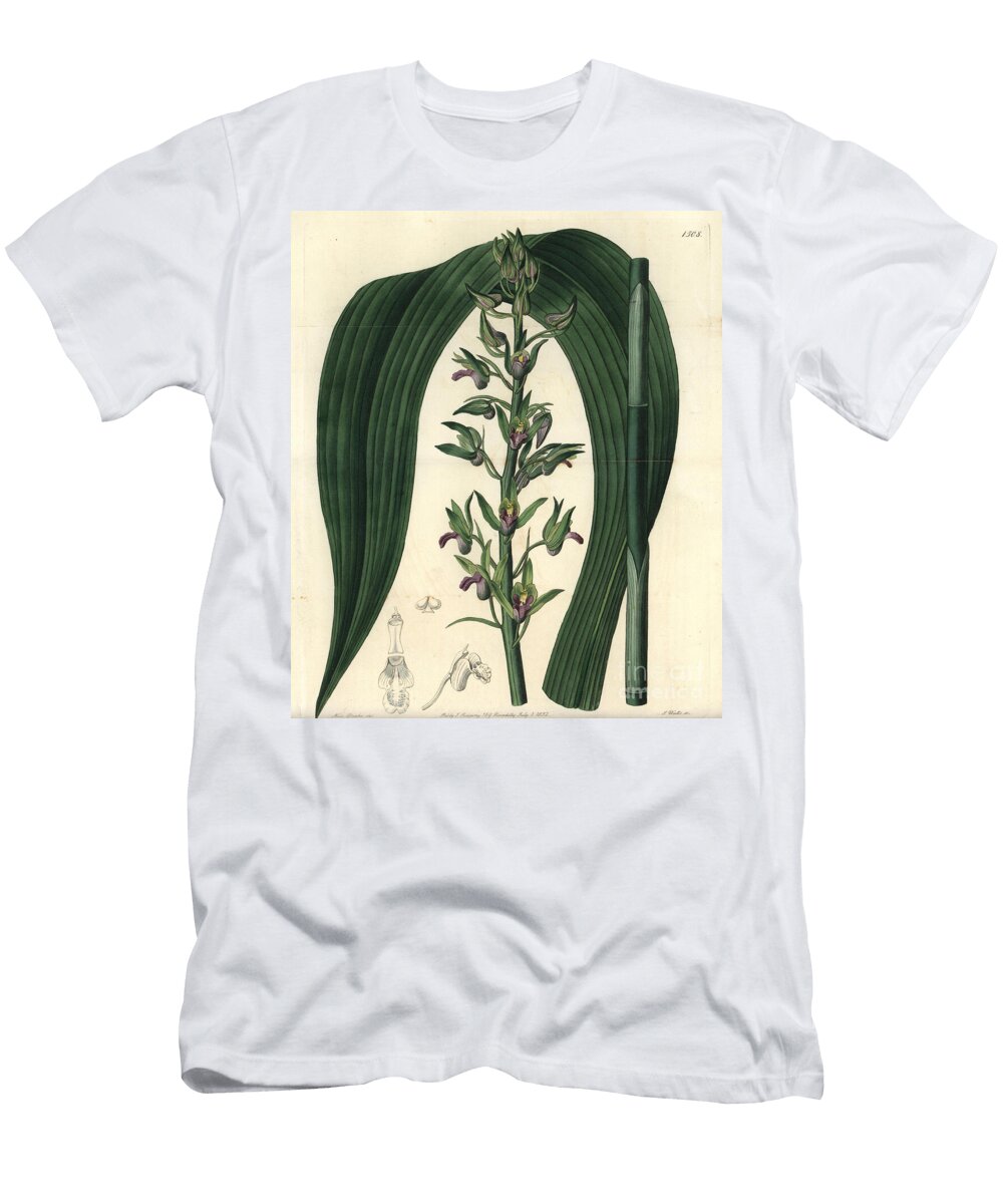 Terrestrial Orchid Variete Wild Coco Orchid Eulophia Alta Woodfords Cyrtopodium Cyrtopodium Woodfordii Sydenham Teast Edwards T-Shirt