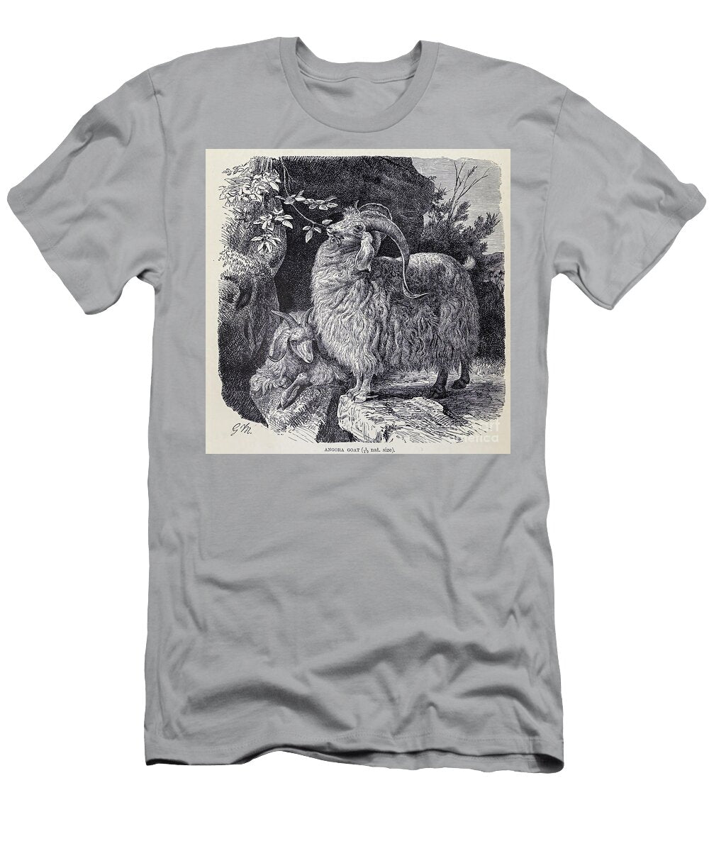 The Angora Goat M2 Historic Illustrations T-Shirt