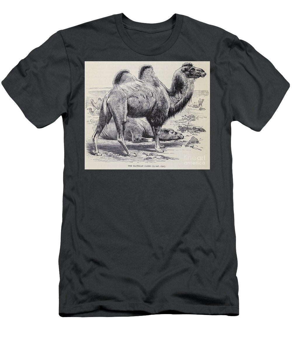 The Bactrian Camel M2 Historic Illustrations T-Shirt
