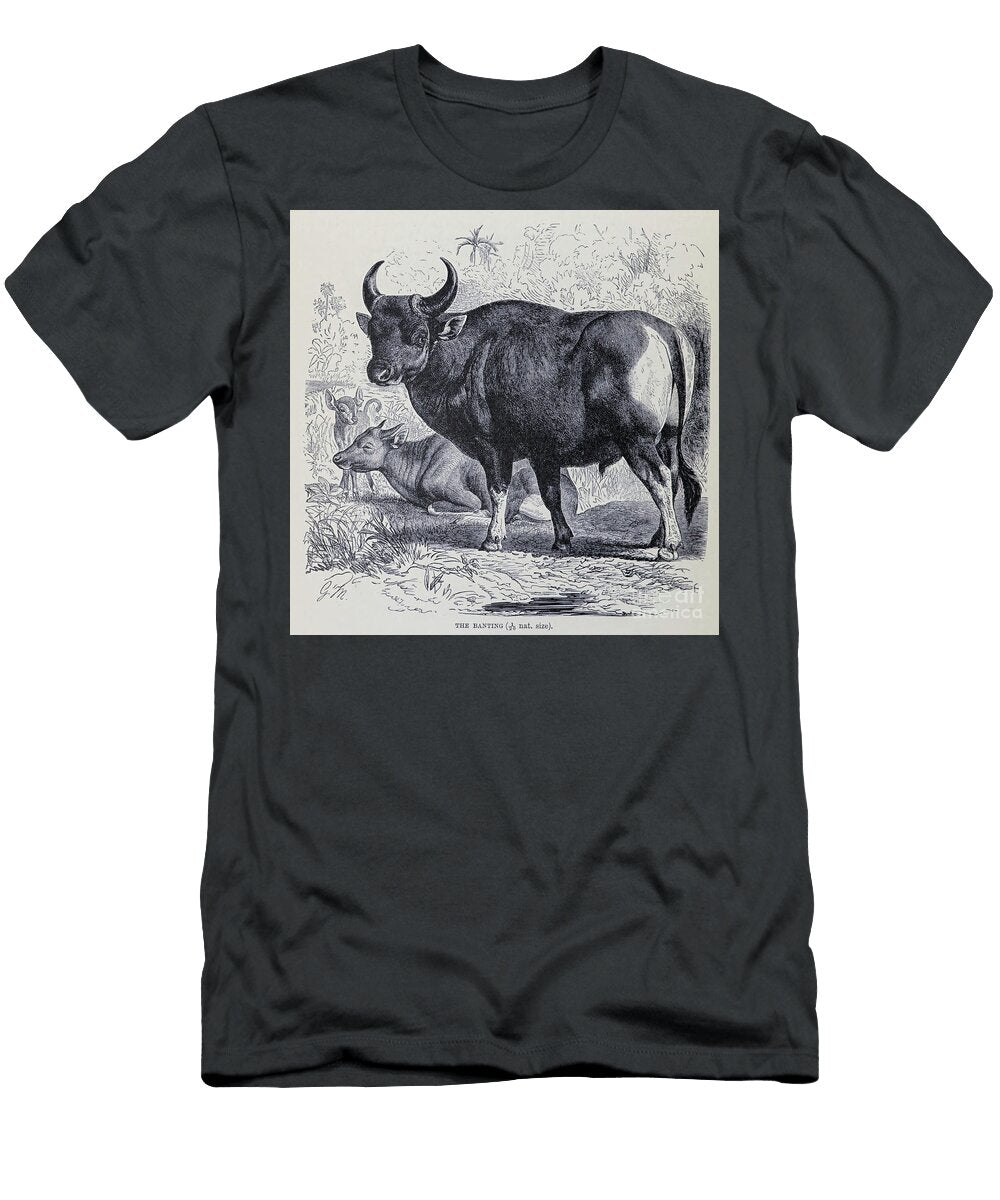 The Banting M5 Historic Illustrations T-Shirt