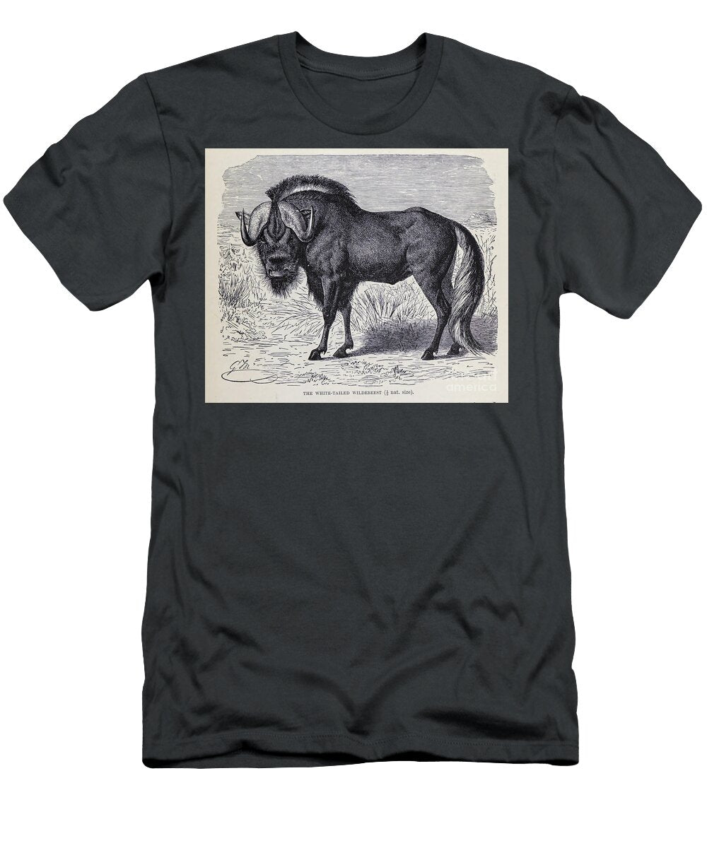 The Black Wildebeest Connochaetes Gnou M1 Historic Illustrations T-Shirt