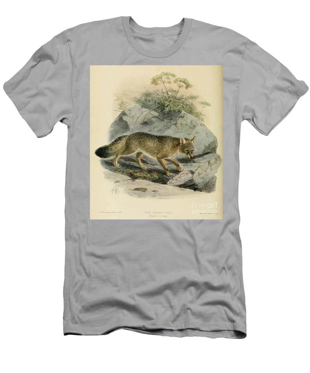 The Corsac Fox Vulpes Corsac C1 Historic Illustrations T-Shirt