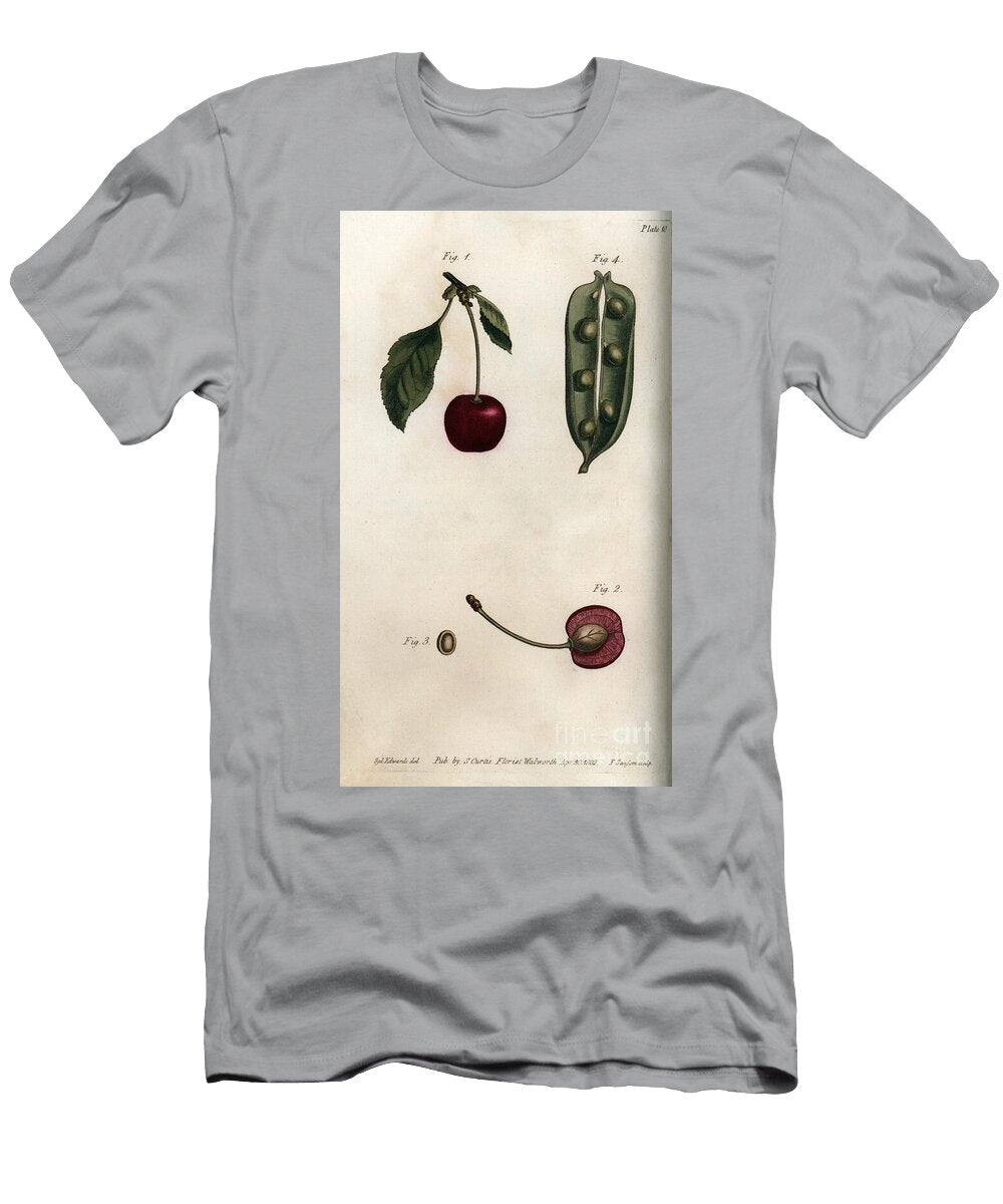 The Pea Pericarp Leguminous and Section of the Fruit of Cherry or Wild Cherry or Birds Sydenham Teast Edwards T-Shirt