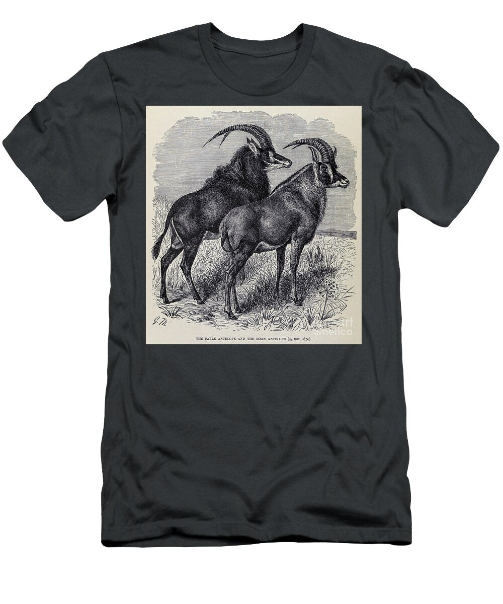 The Sable Antelope and the Roan Antelope M5 Historic Illustrations T-Shirt