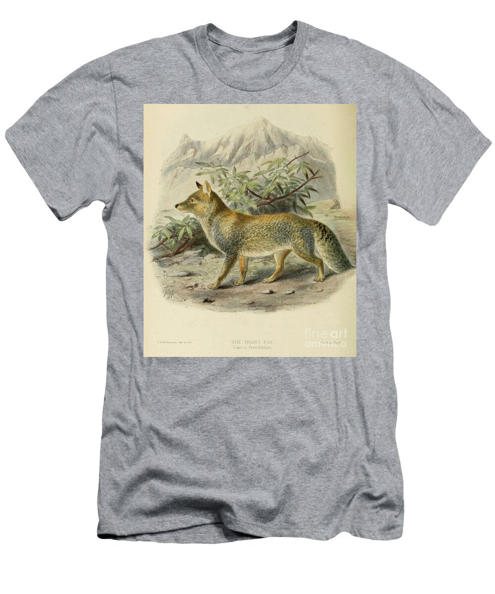 Tibetan Fox Vulpes Ferrilata C1 Historic Illustrations T-Shirt