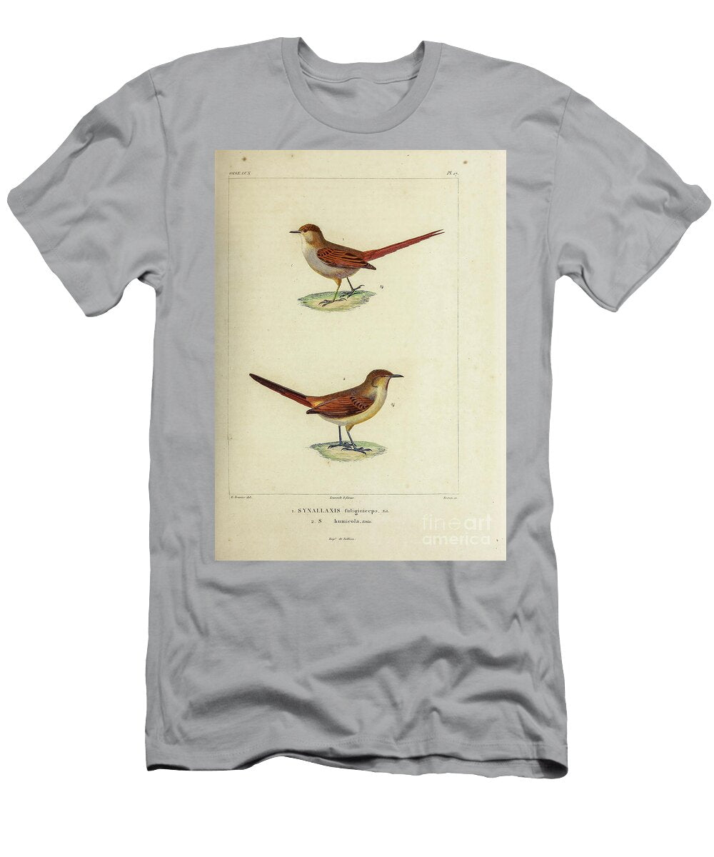Tit Spinetail and Canastero 1835 U1 Historic Illustrations T-Shirt