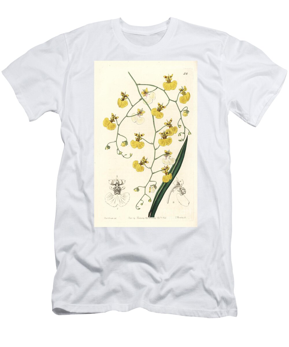 Tolumnia Urophylla Orchid Size Leaved Oncidium Oncidium Urophyllum European School T-Shirt