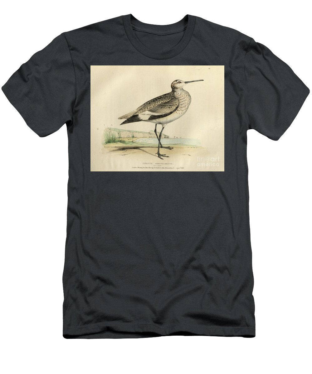 Totanus Semipalmatus the Willet O1 Historic Illustrations T-Shirt
