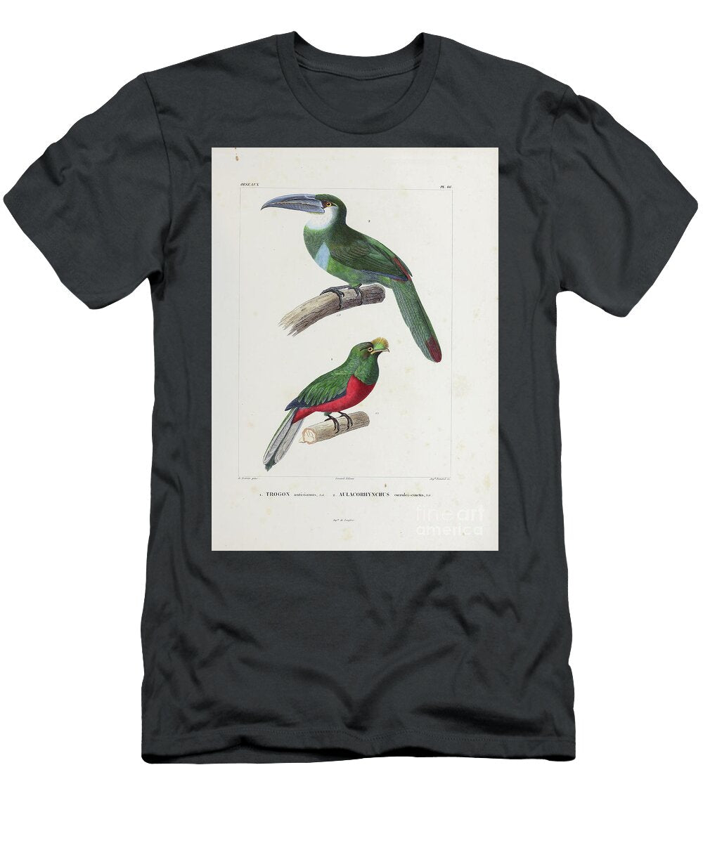 Toucan and Toucanet Birds of South America 1835 U1 Historic Illustrations T-Shirt