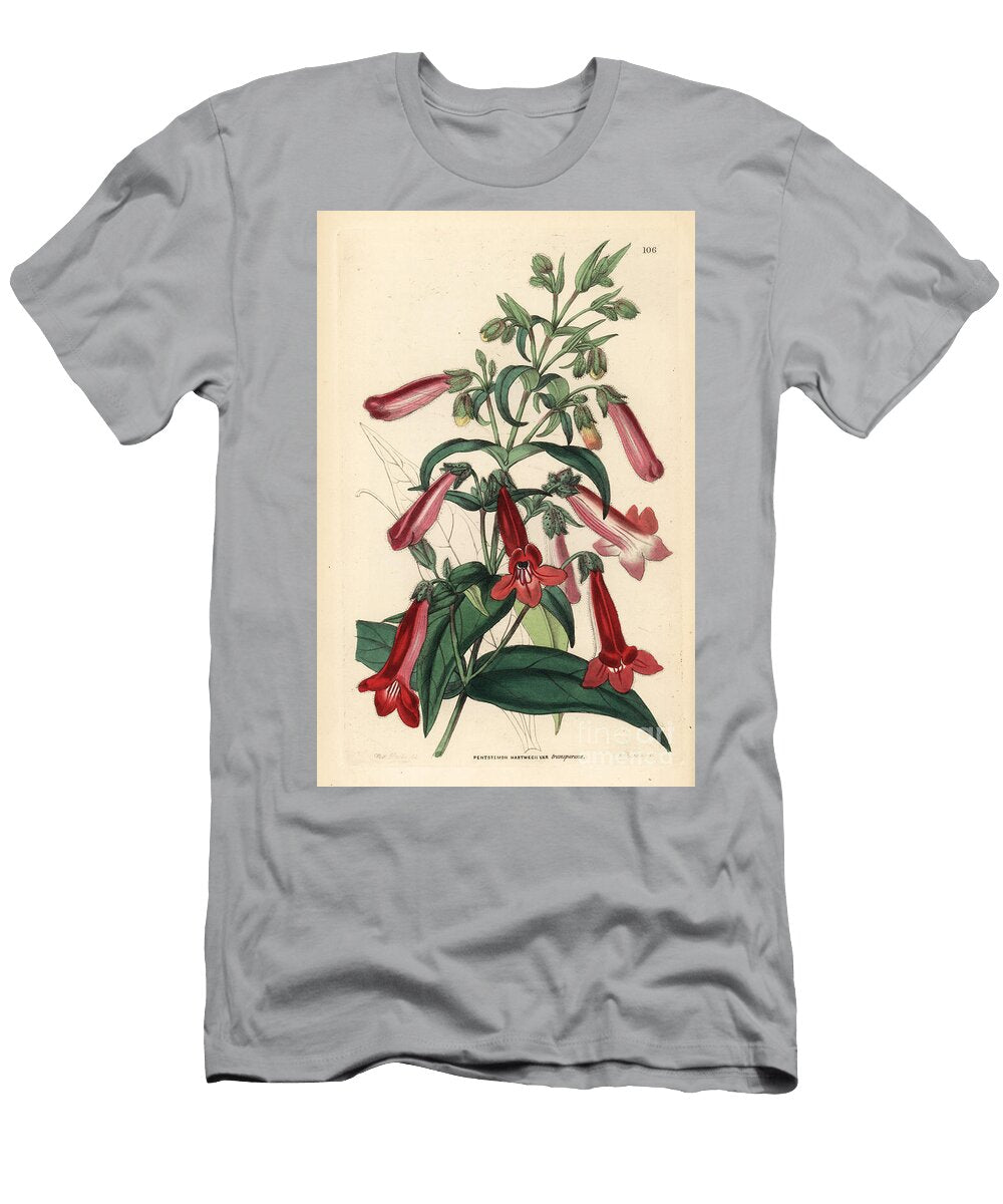 Flowered Hartegs Penstemon Penstemon Hartwegii Var European School T-Shirt