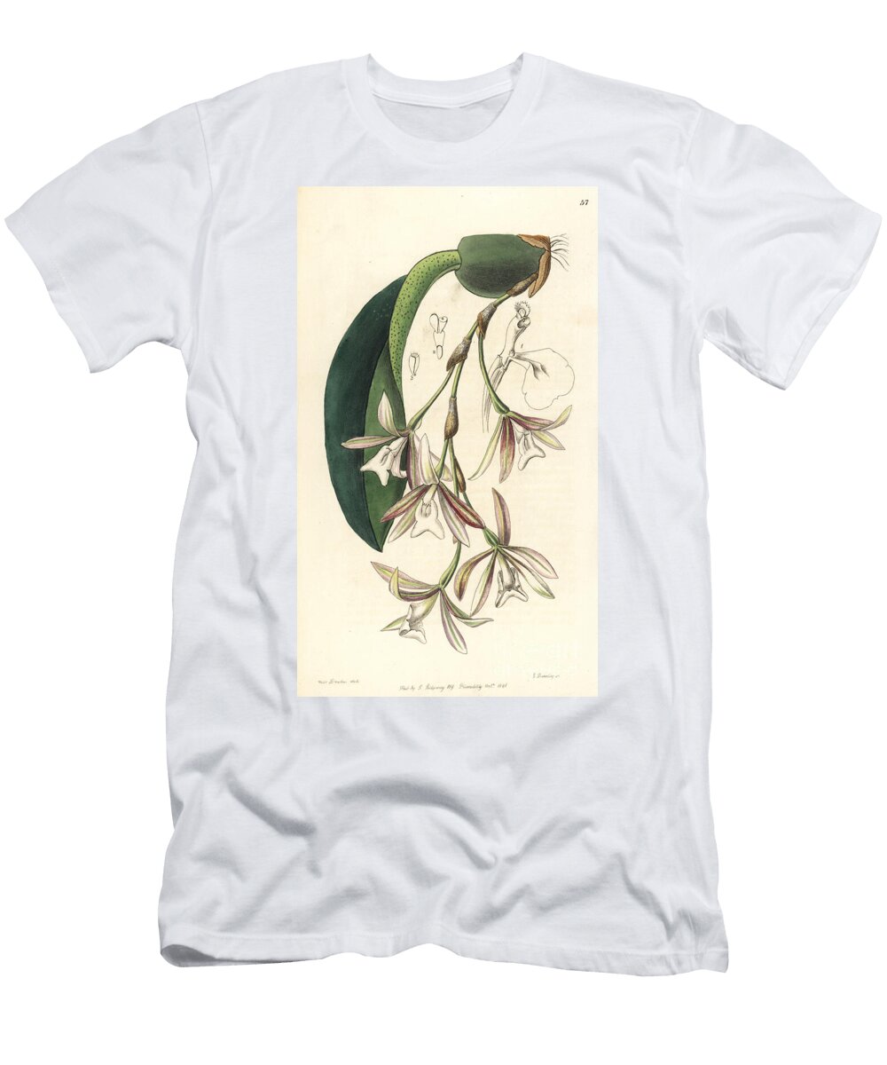 Trichopilia Laxa Orchid Loose Flowered Pilumna Pilumna Laxa European School T-Shirt